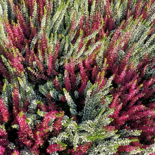 Calluna bicolore