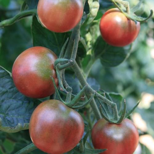 Tomate Black cherry