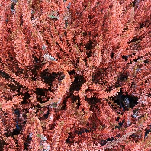 Calluna Orange