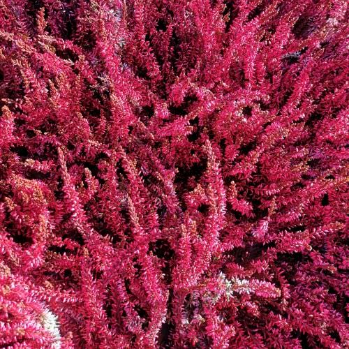 Calluna Rouge