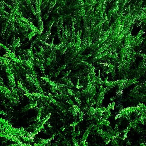 Calluna vert