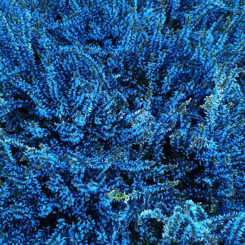 Calluna Bleu