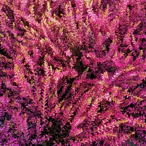 Calluna Rose gros pot