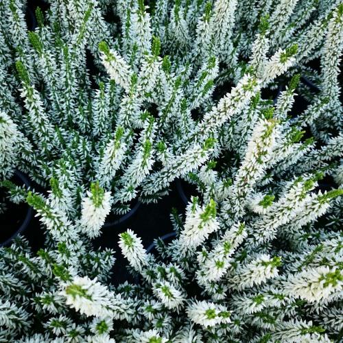 Calluna Blanche gros pot