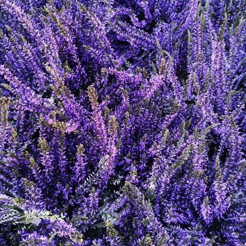 Calluna Violet gros pot