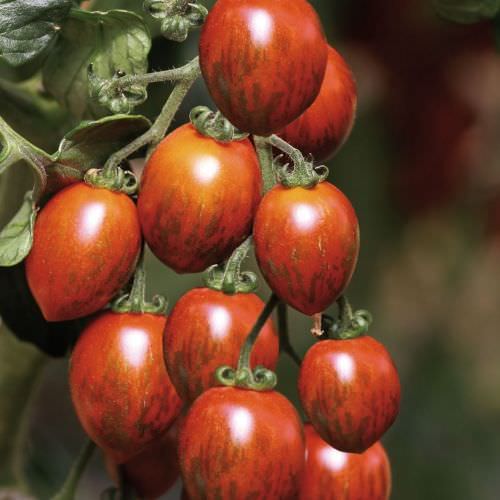 Tomates cerises d'Alsace - HCS Fruits et Légumes Meistratzheim -  Meistratzheim 