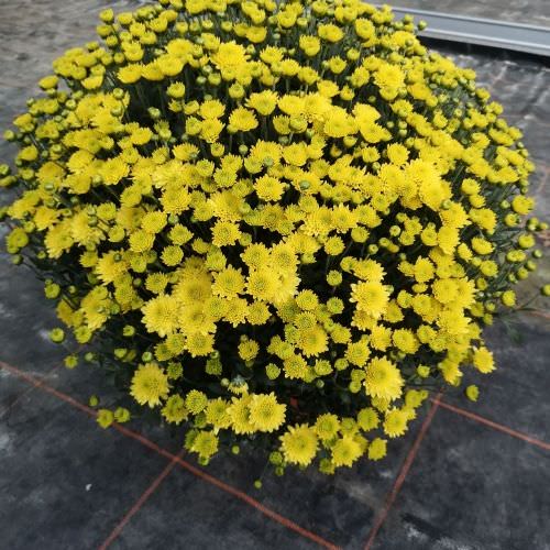 Chrysanthèmes pomponnettes jaune