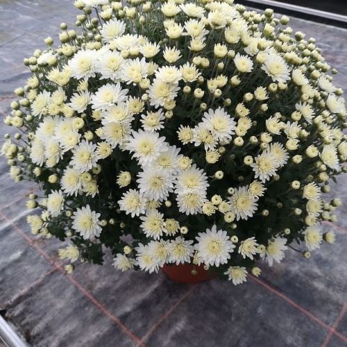 Chrysanthème pomponnette blanc