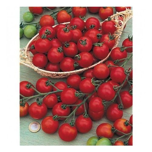 Tomate Cocktail crush Tomate Cocktail crush