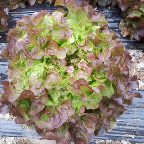 Laitue feuille de chêne brune