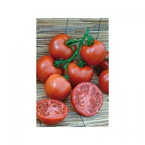 Tomate Estiva F1