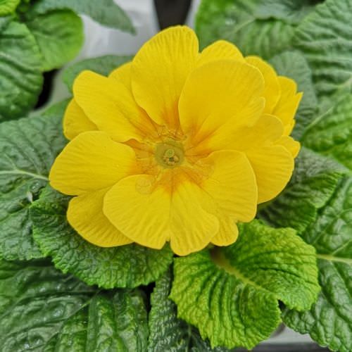 Primevère jaune