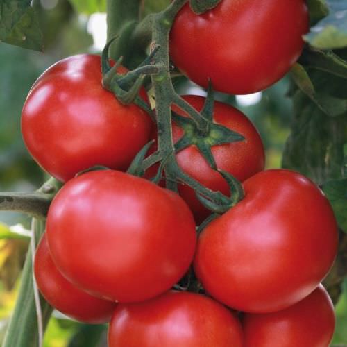 Tomate Grappelina F1