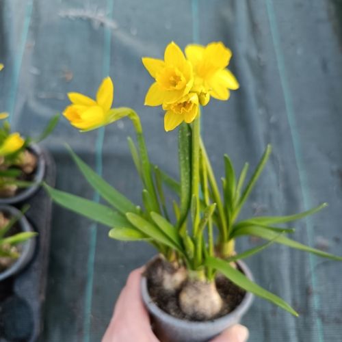 Narcisse tête à tête