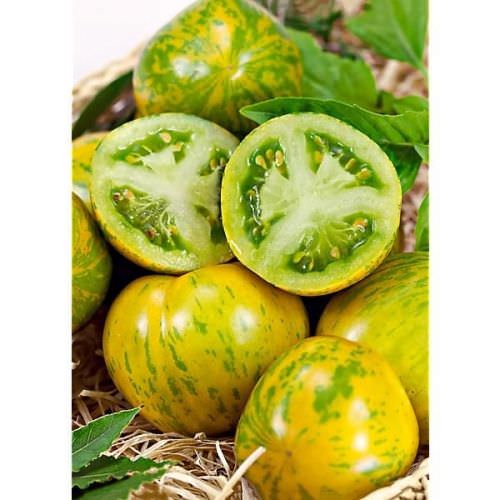 Tomate Green Zebra