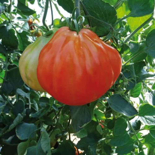 Tomate Liguria F1