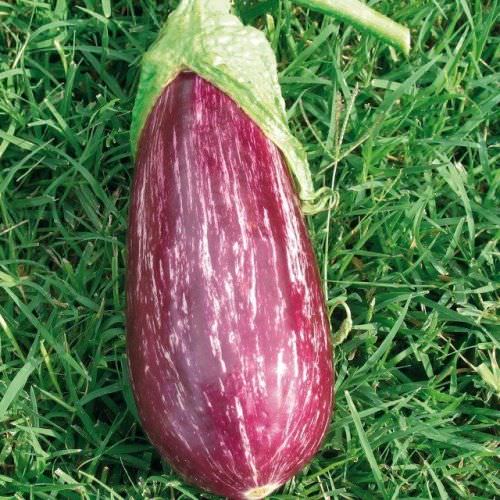 Aubergine Rania F1