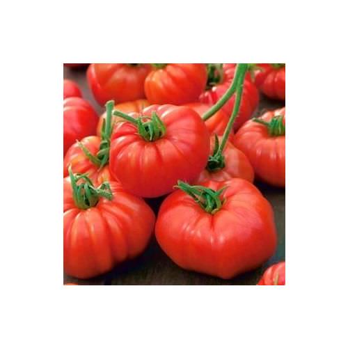 Tomate Marmande