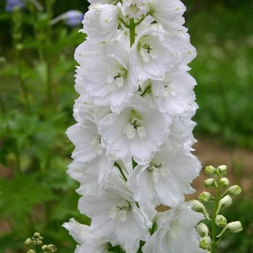 Delphinium Pure White