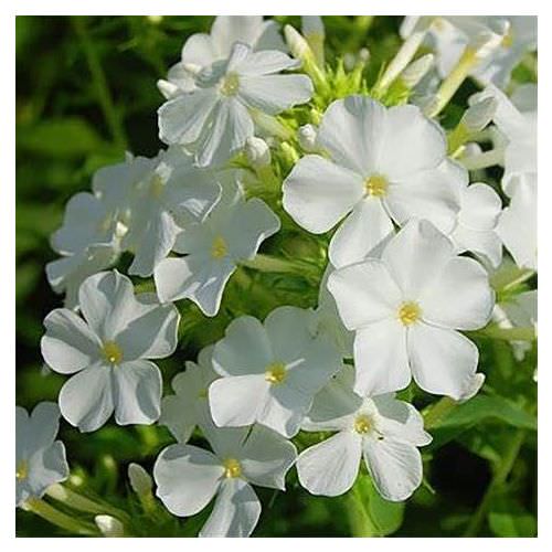 Phlox paniculata Sweet Summer White