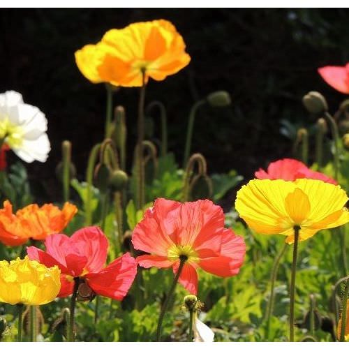 Papaver nudicaule Spring Fever
