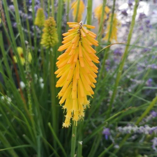 Kniphofia Lemon Popsicle