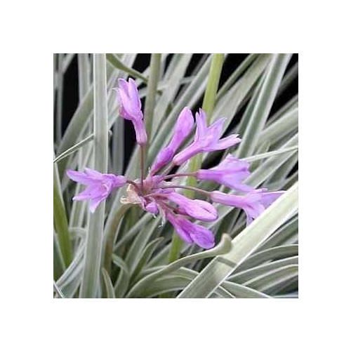 Tulbalgia violacea 'Silver Lace'