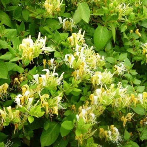 Lonicera Japonica Hall's Prolifique Chèvrefeuille