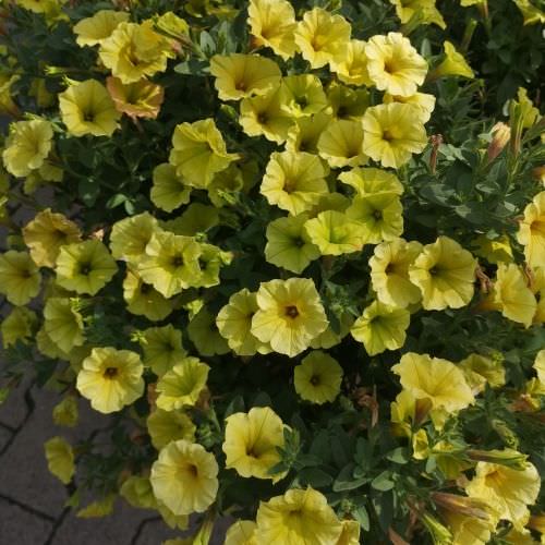 Pétunia semi-retombant Mini Vista jaune