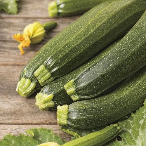 Courgette verte Laria