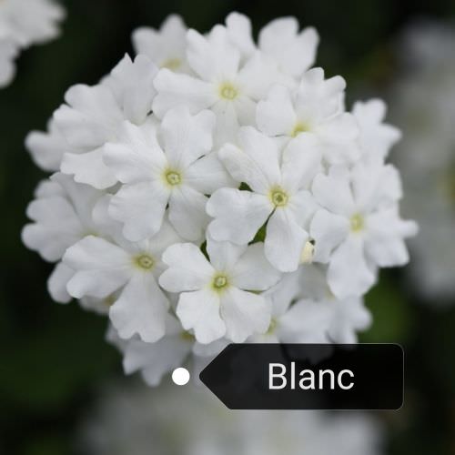 Verveine semi retombante Blanche