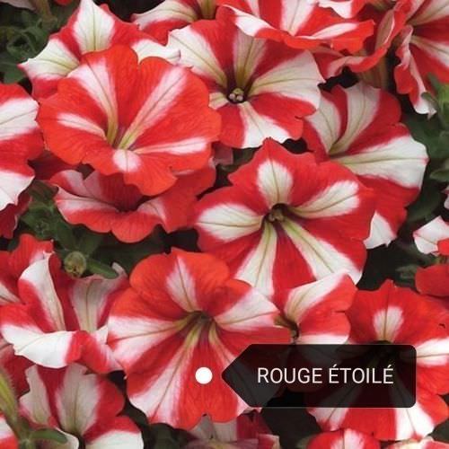 Potunia semi-retombant rouge étoilé