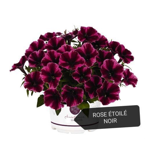 Potunia semi-retombant rose étoilé noir