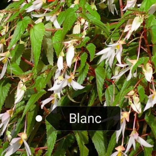 Bégonia Summerwings blanc