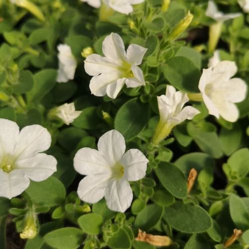 Pétunia itsy white