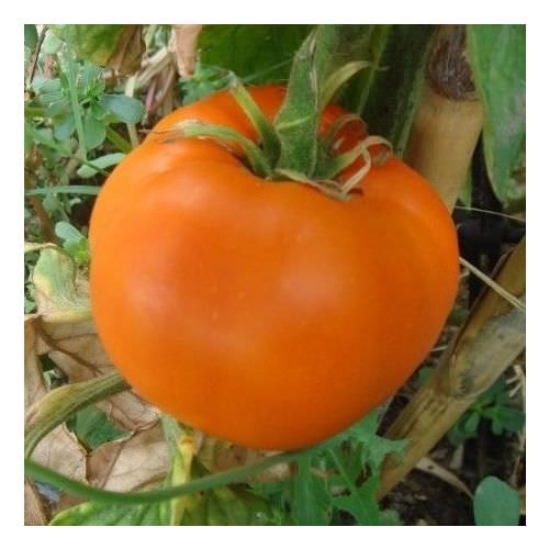 Tomate Orange Queen