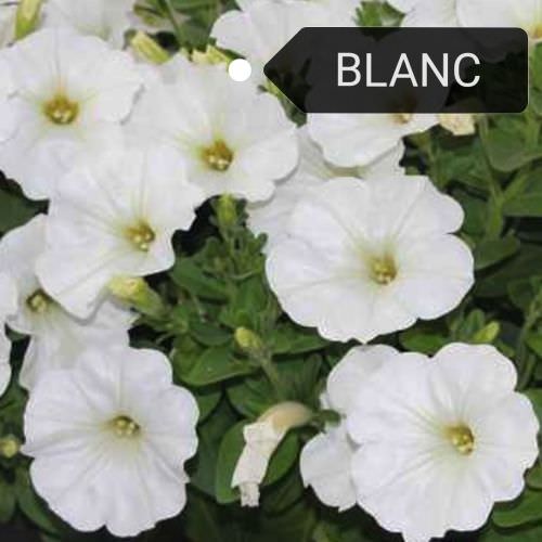 Surfinia, Pétunia retombant blanc