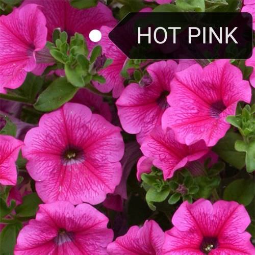 Surfinia, Pétunia retombant Hot pink