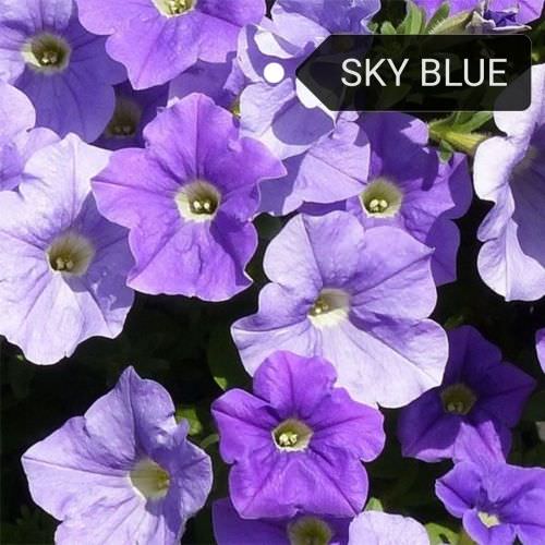 Surfinia, Pétunia retombant sky blue