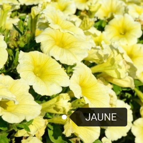 Surfinia, Pétunia retombant jaune