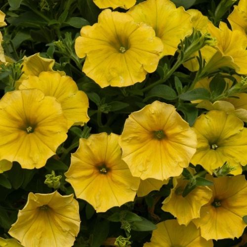 Surfinia, Pétunia retombant jaune