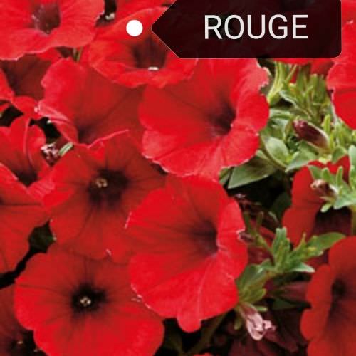 Surfinia, Pétunia retombant rouge