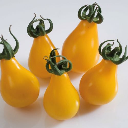 Tomate Poire Jaune