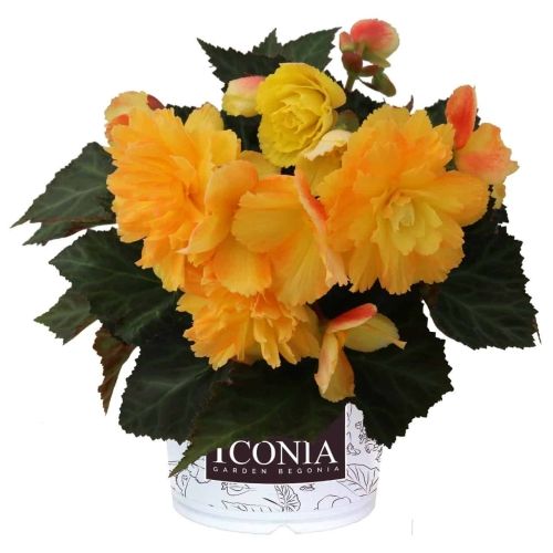 Bégonia I'conia citrix