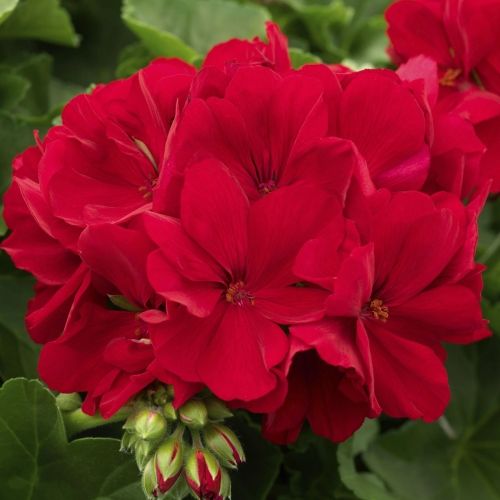 Géranium caliope rouge