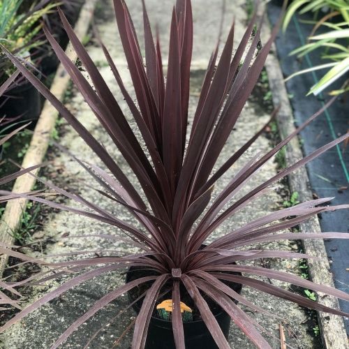 Cordyline Red Star