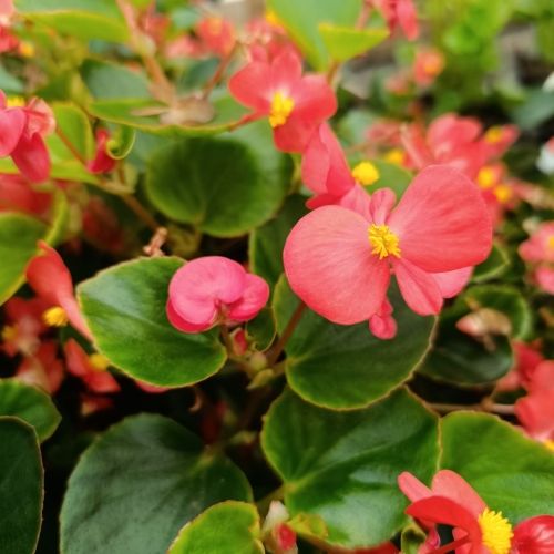 Bégonia rouge