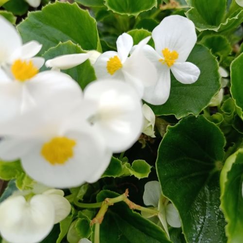 Bégonia blanc