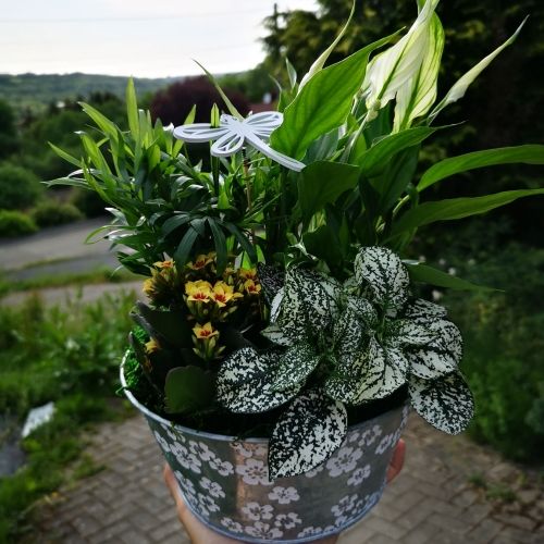 composition ronde avec plantes d'intérieur