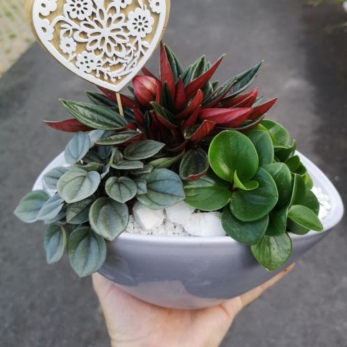 composition ovale 3 plantes